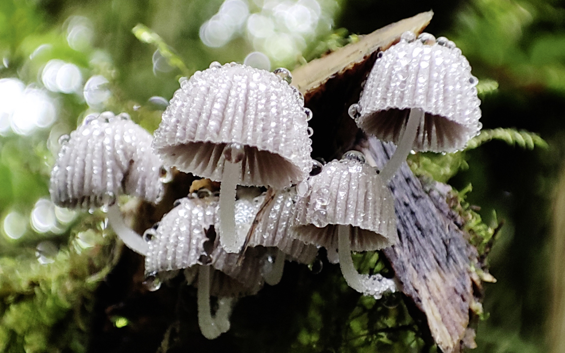 Calendrier Kalender / Novembre November 2025