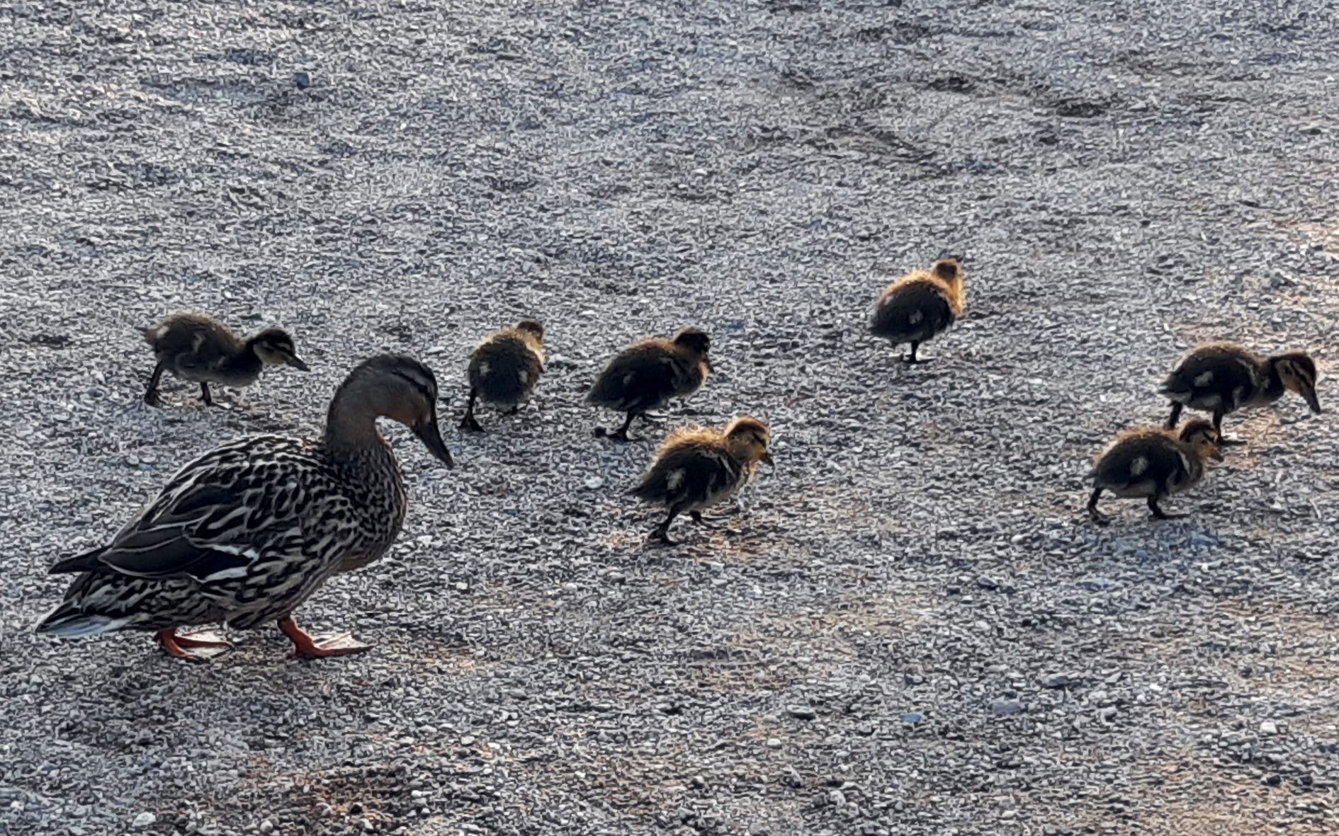 Calendrier Kalender / Janvier Januar 2026