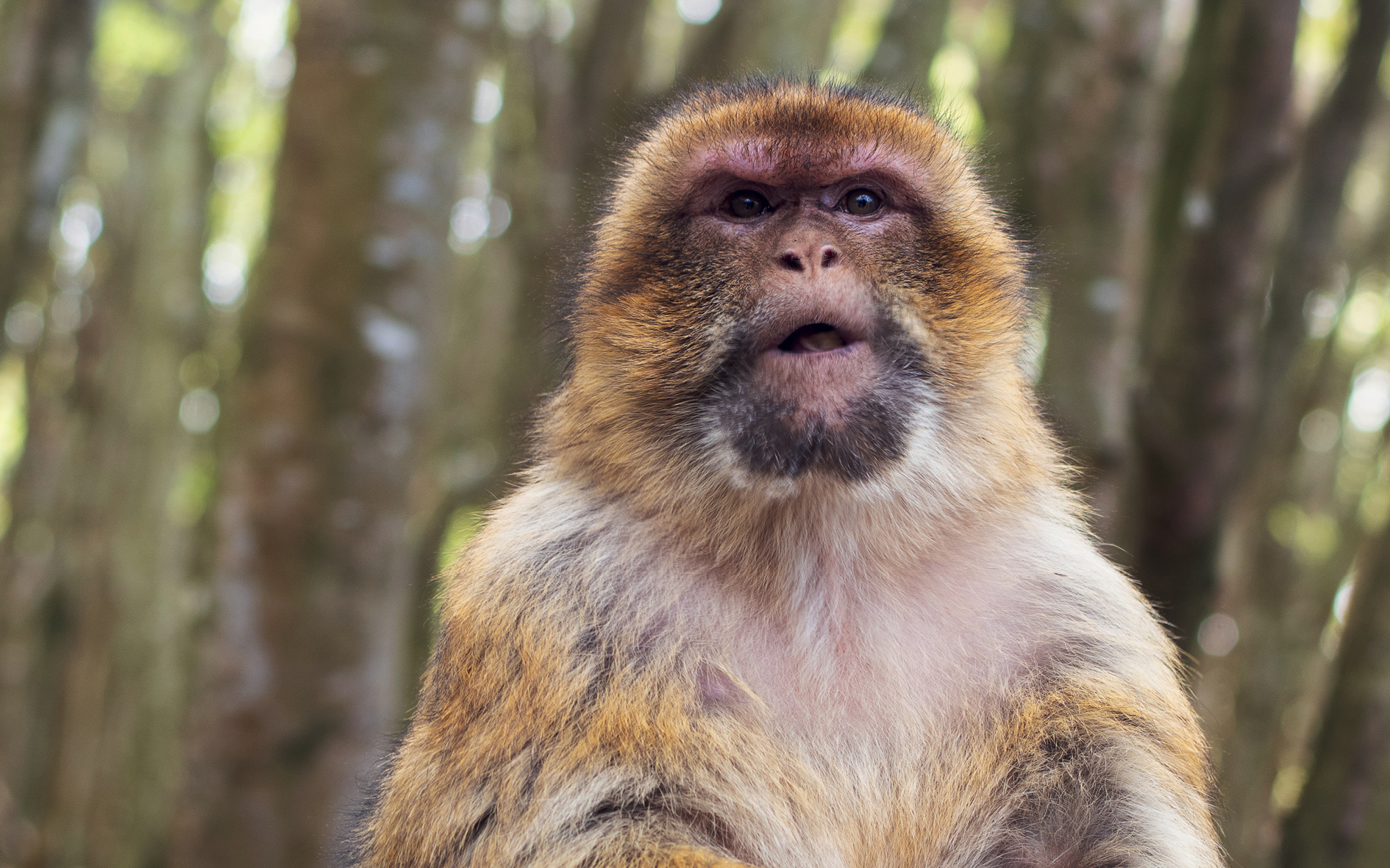 Calendrier Kalender / Février Februar 2026