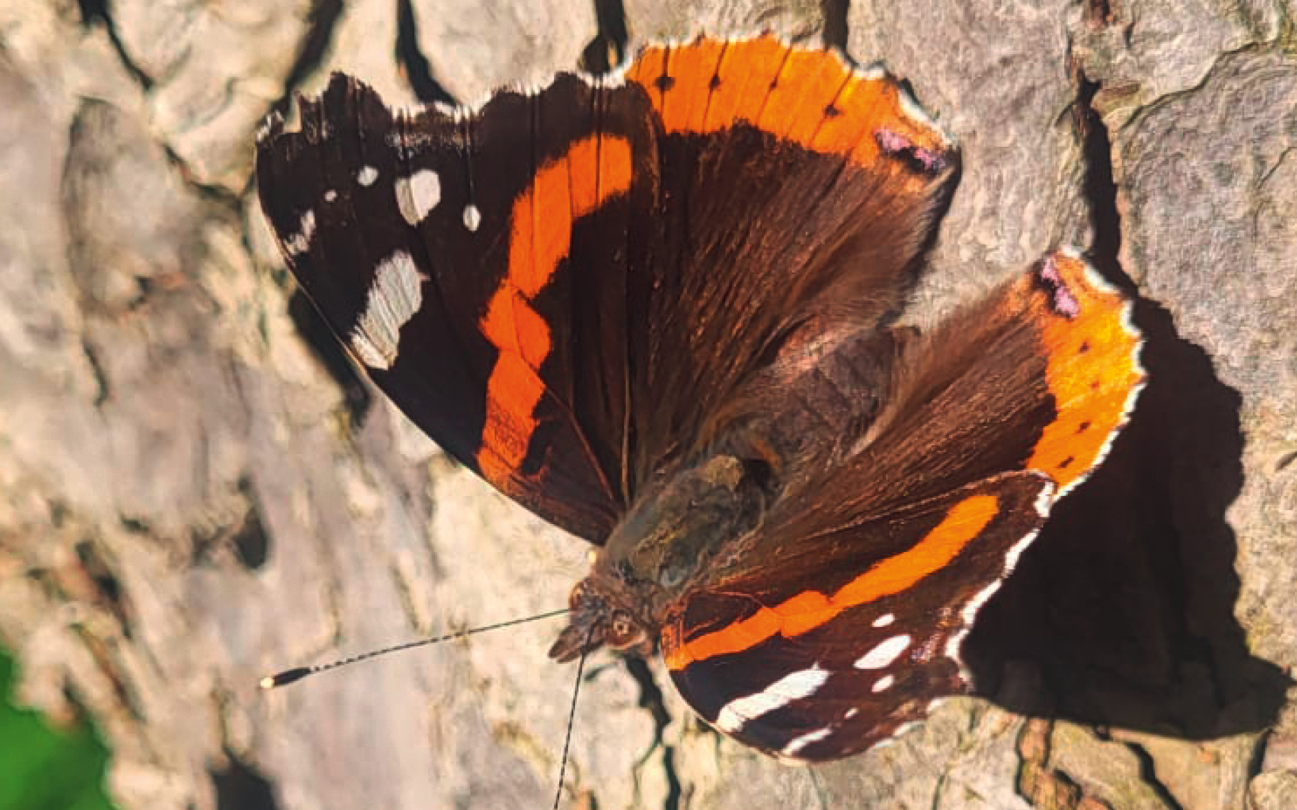 Calendrier Kalender / Avril April 2026